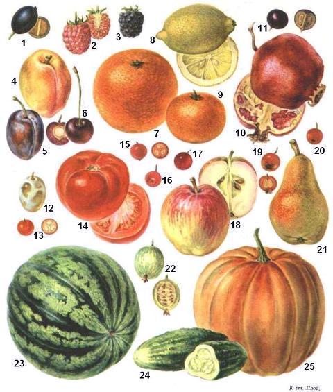 Плоды (иллюстрация к Большой Советской Энциклопедии)
